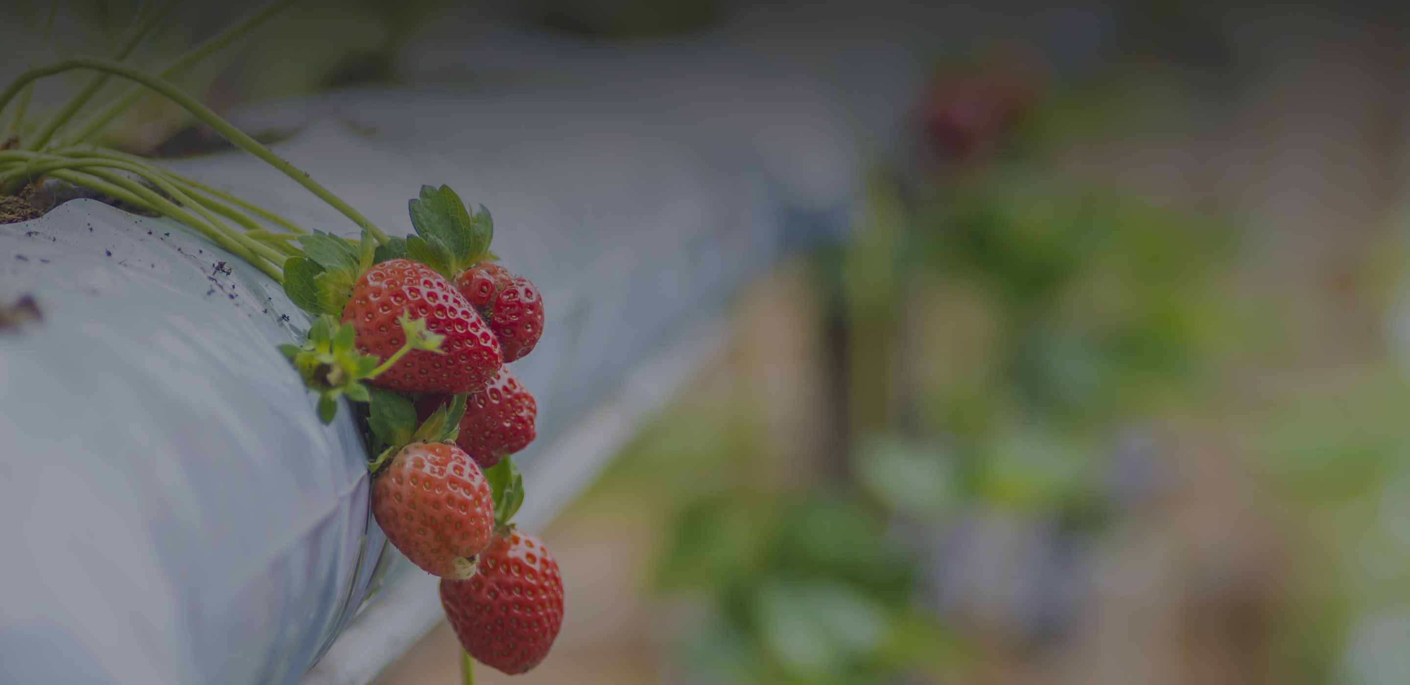 Expertos en Cultivos de Fresas