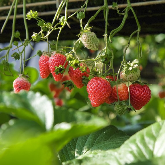 Cultivo de Fresas